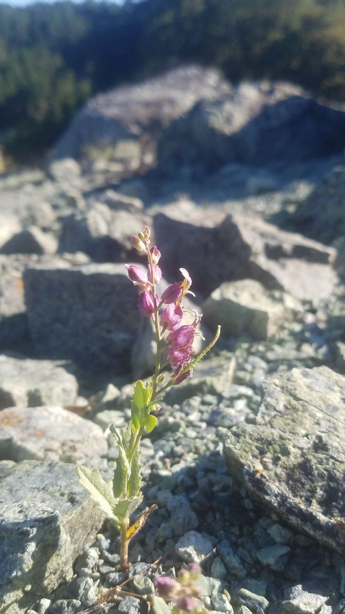 Слика од Streptanthus glandulosus subsp. pulchellus (Greene) Kruckeb.