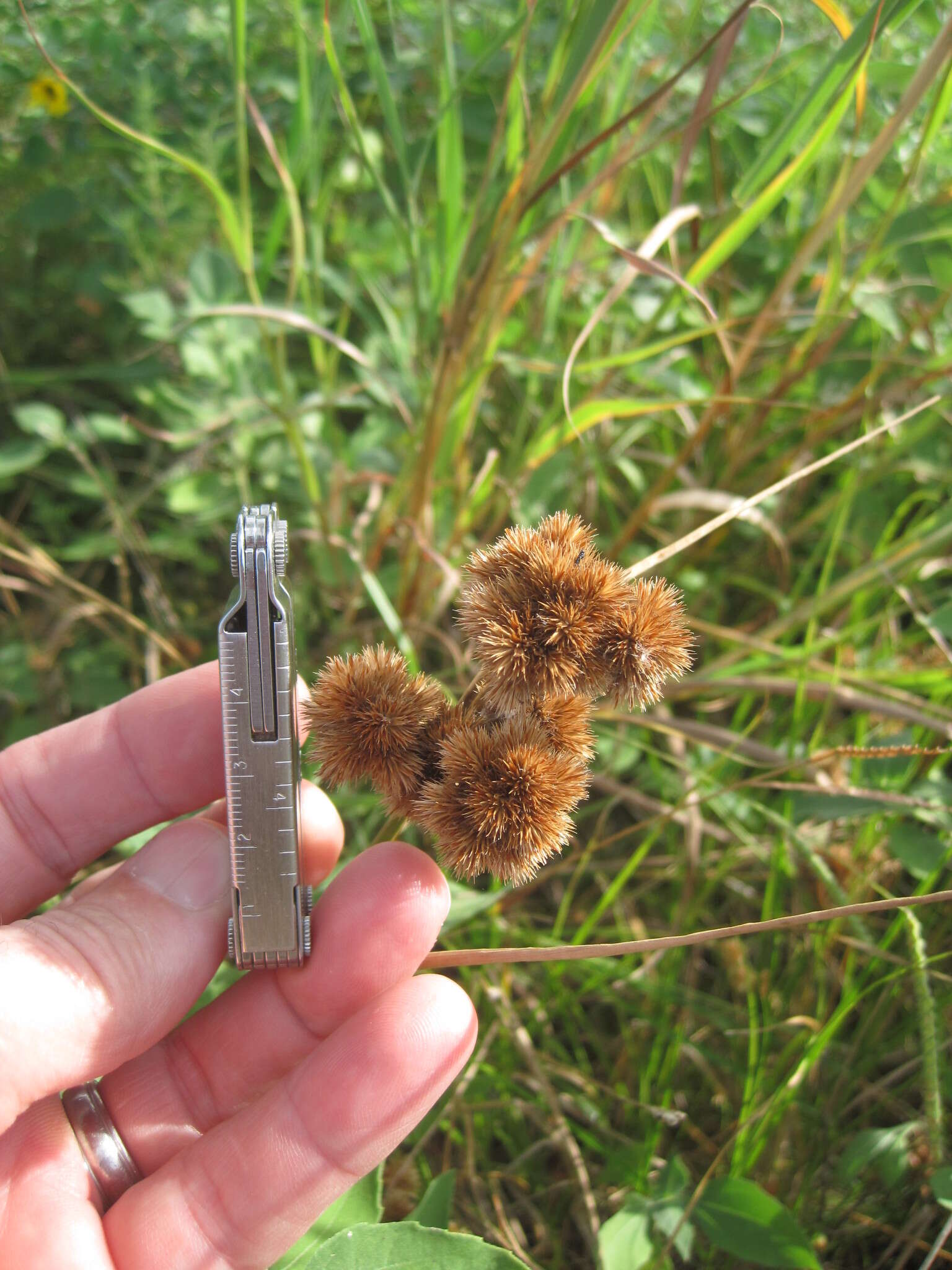 Juncus torreyi Coville的圖片