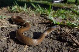 Image of Olive Marsh Snake