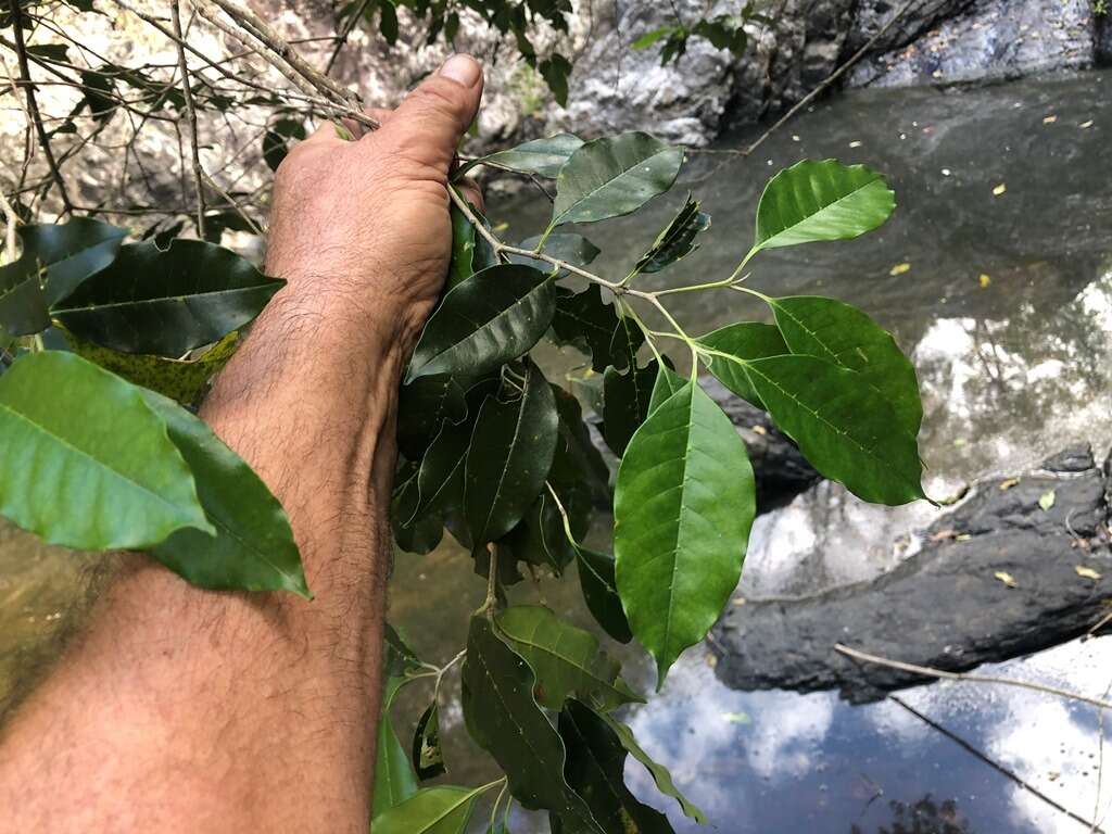 Plancia ëd Olea paniculata R. Br.