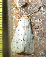 Image of Eyralpenus sublutea Bartel 1903