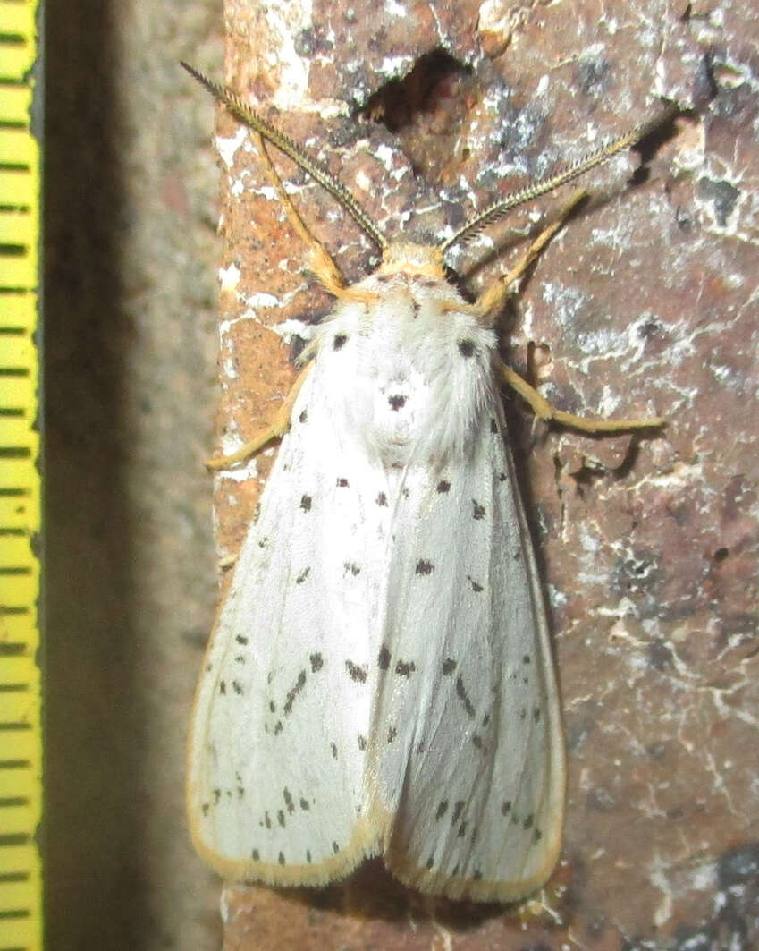 Image of Eyralpenus sublutea Bartel 1903