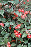 Image of orange cotoneaster