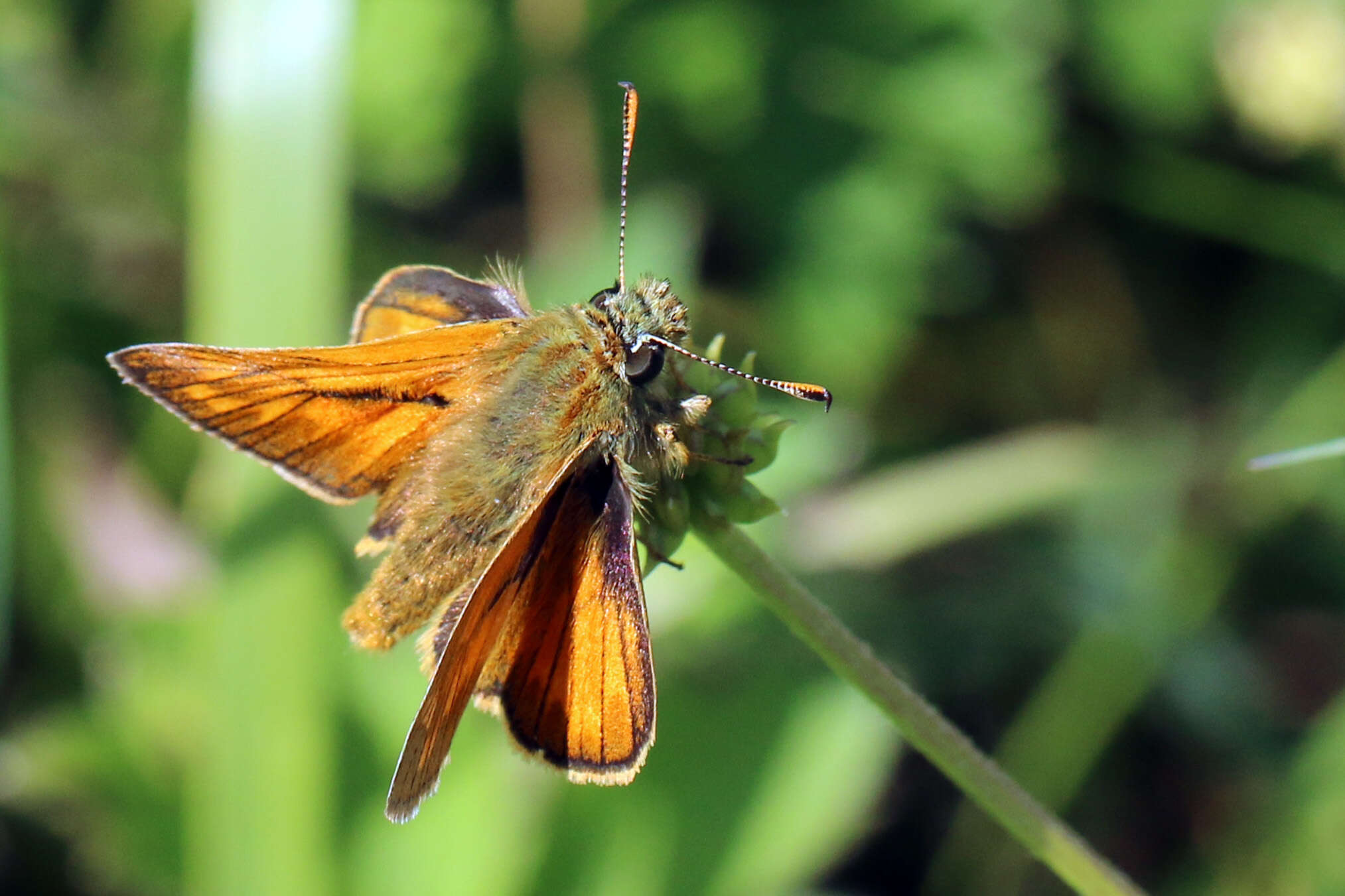 Image of Ochlodes sylvanus