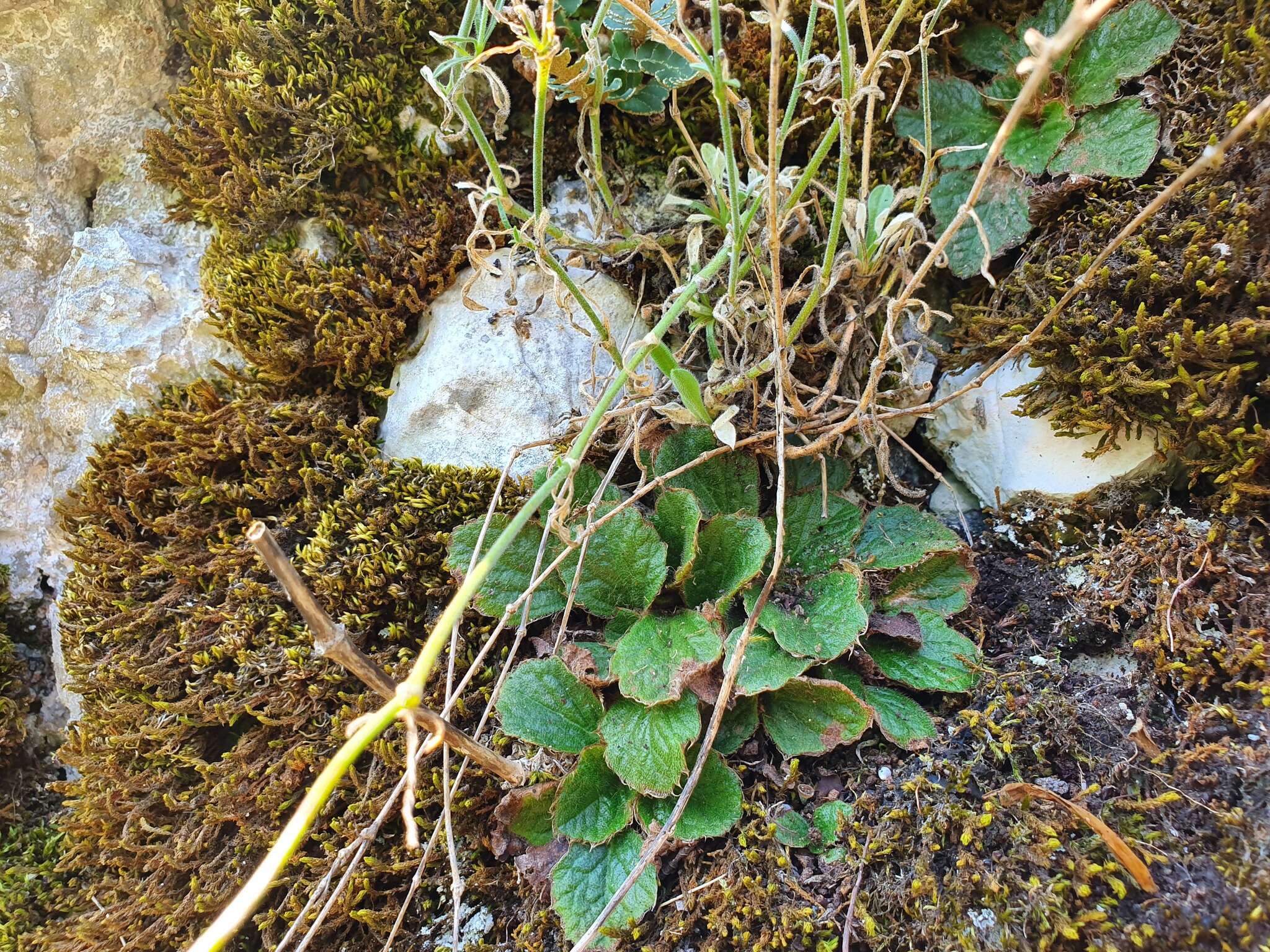 Image of Ramonda serbica Pancic