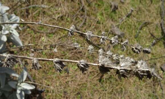 Image of Sideritis dasygnaphala (Webb & Berthel.) Clos