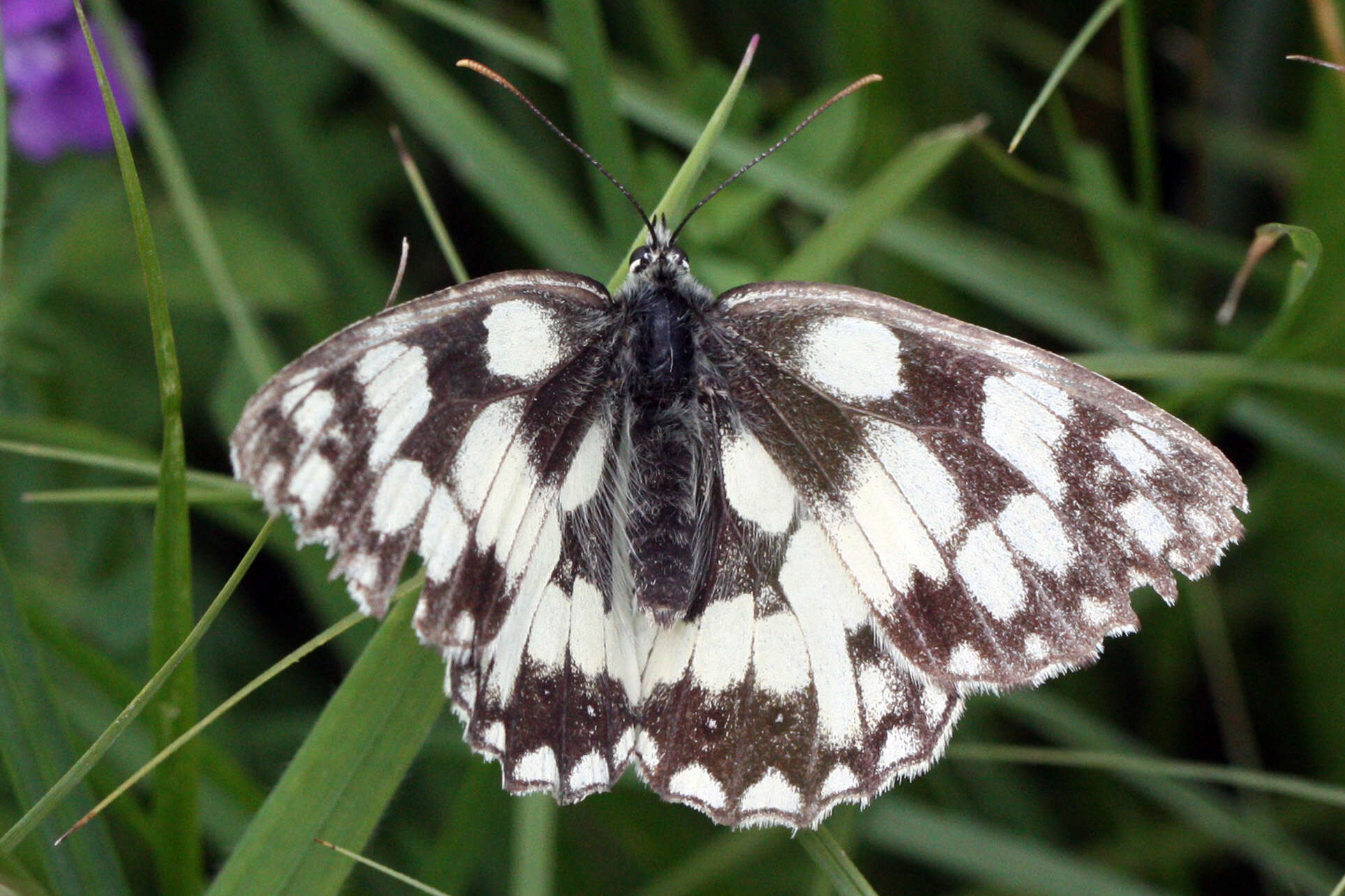 Image of marbled white