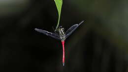 Imagem de Agrionoptera cardinalis Lieftinck 1962