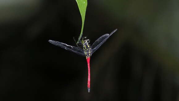 Image of Agrionoptera cardinalis Lieftinck 1962