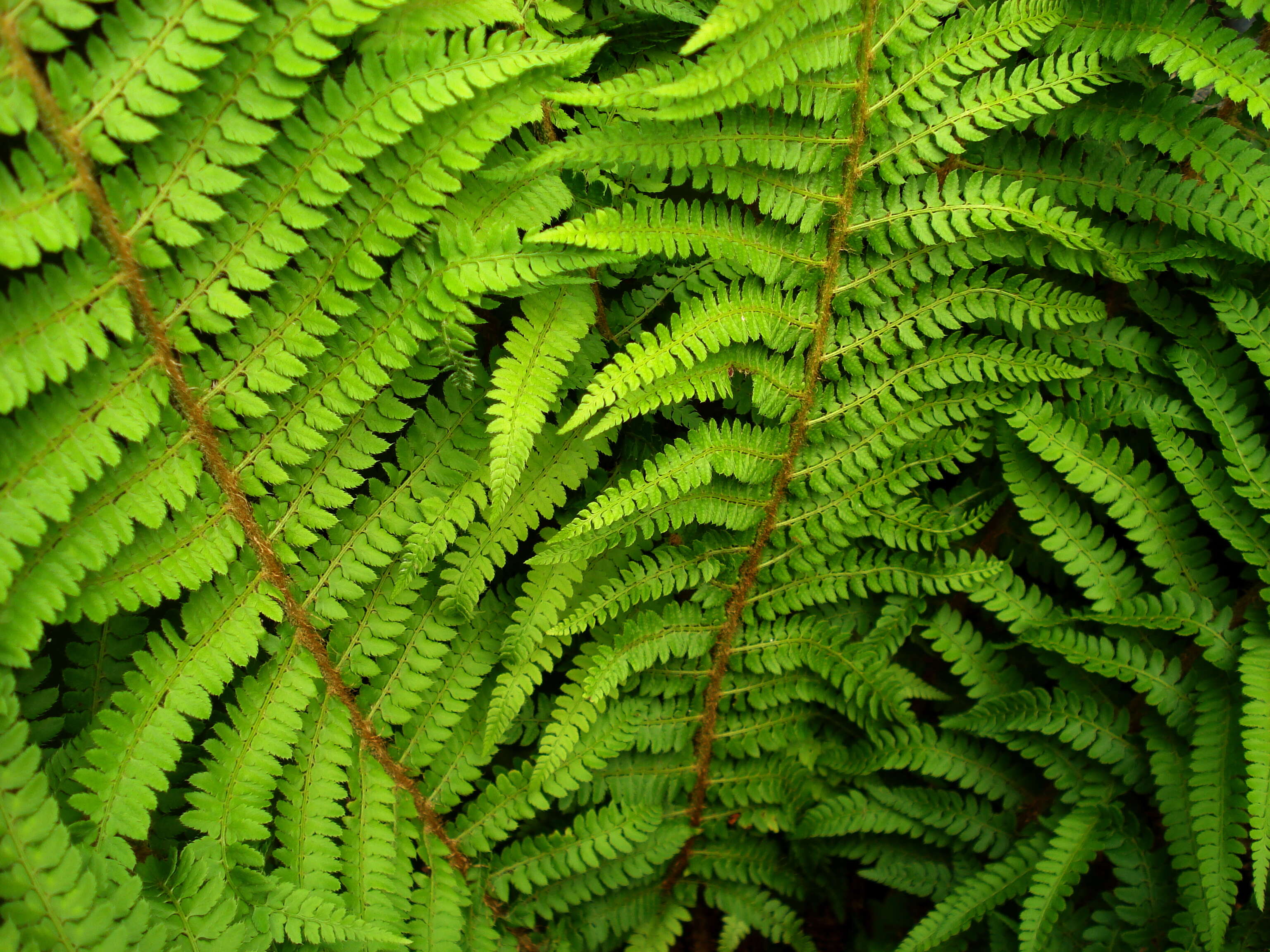 Image of Soft Shield Fern