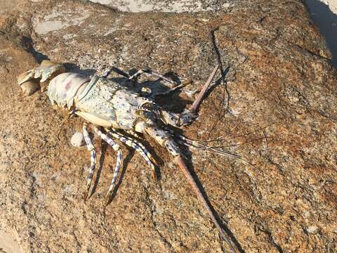 Image of Ornate Spiny Lobster