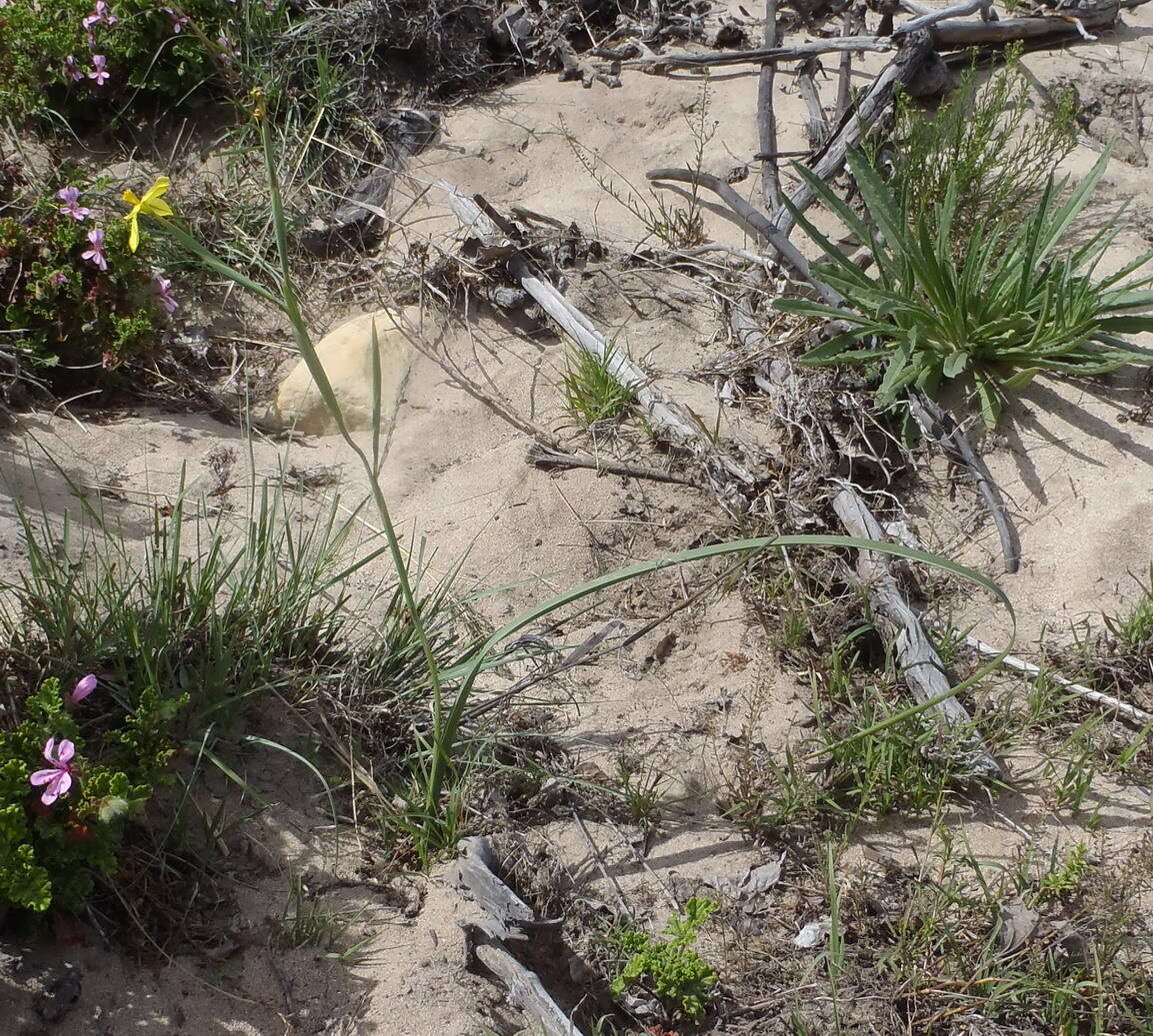 Image of Moraea cookii (L. Bolus) Goldblatt