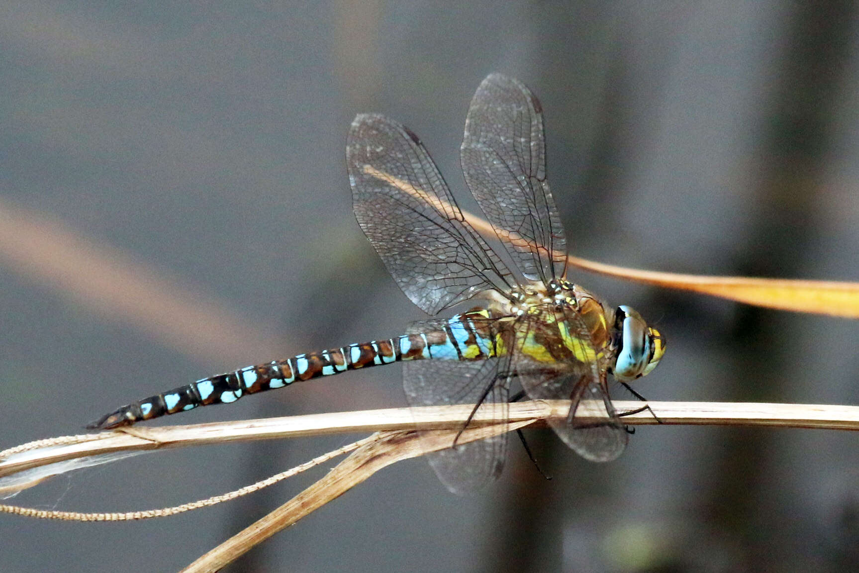 Image of Migrant Hawker