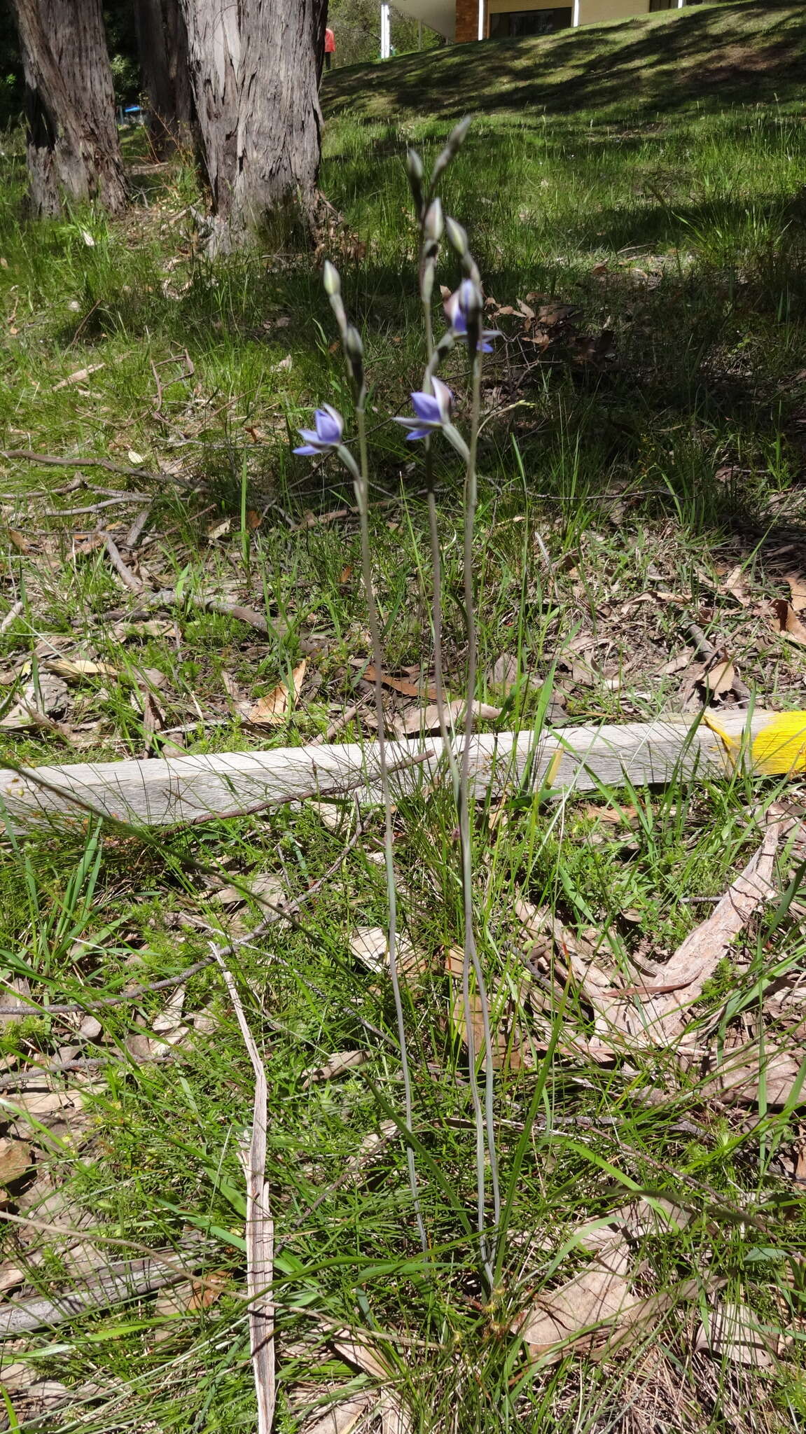 Image of Thelymitra truncata R. S. Rogers