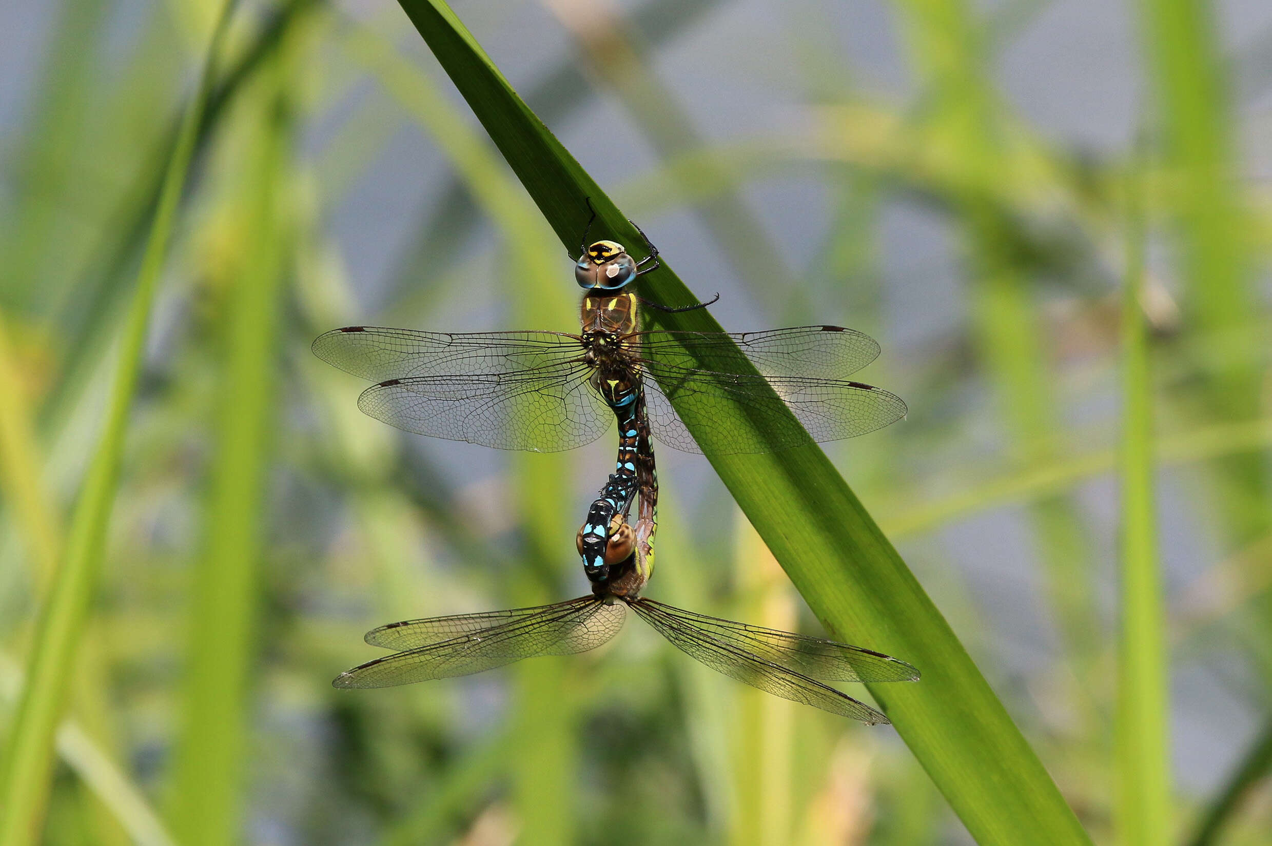 Image of Migrant Hawker