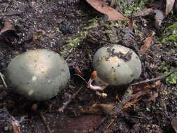 Image of Russula iterika Grgur. 1997