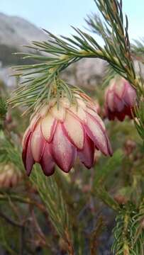 Image of Protea nana (Berg.) Thunb.