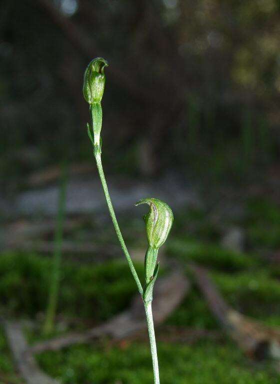 Image of Tiny greenhood