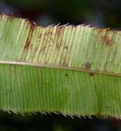 Plancia ëd Pteris cretica L.