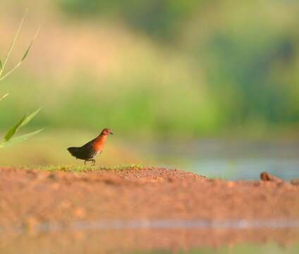 Image of Red-chested Flufftail