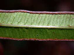 Imagem de Pteris cretica L.