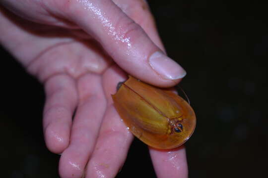 Image de Triops mauritanicus Ghigi 1921