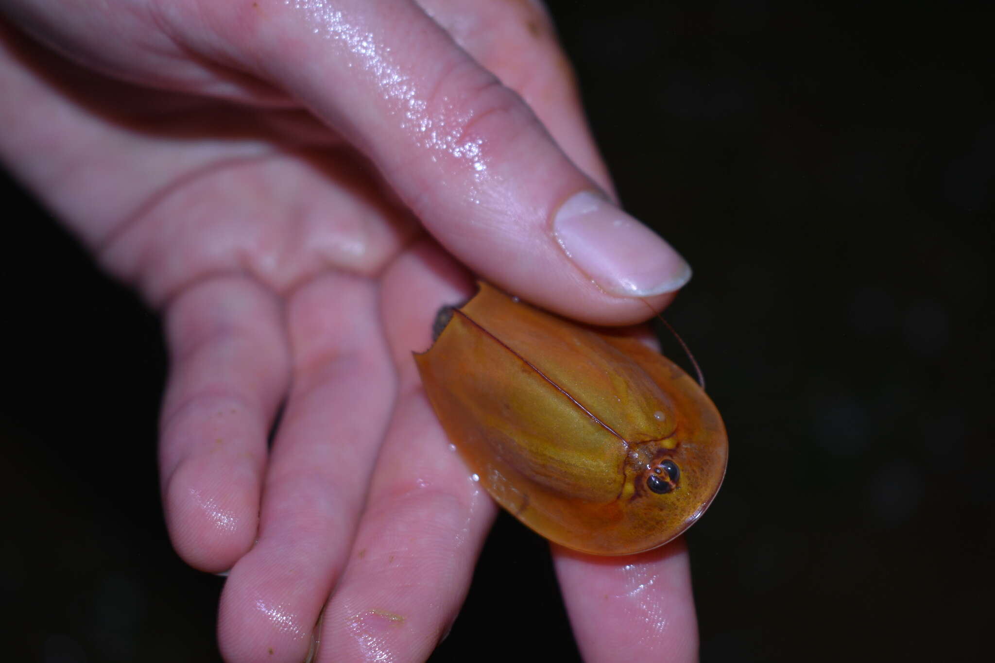 Image of Triops mauritanicus Ghigi 1921