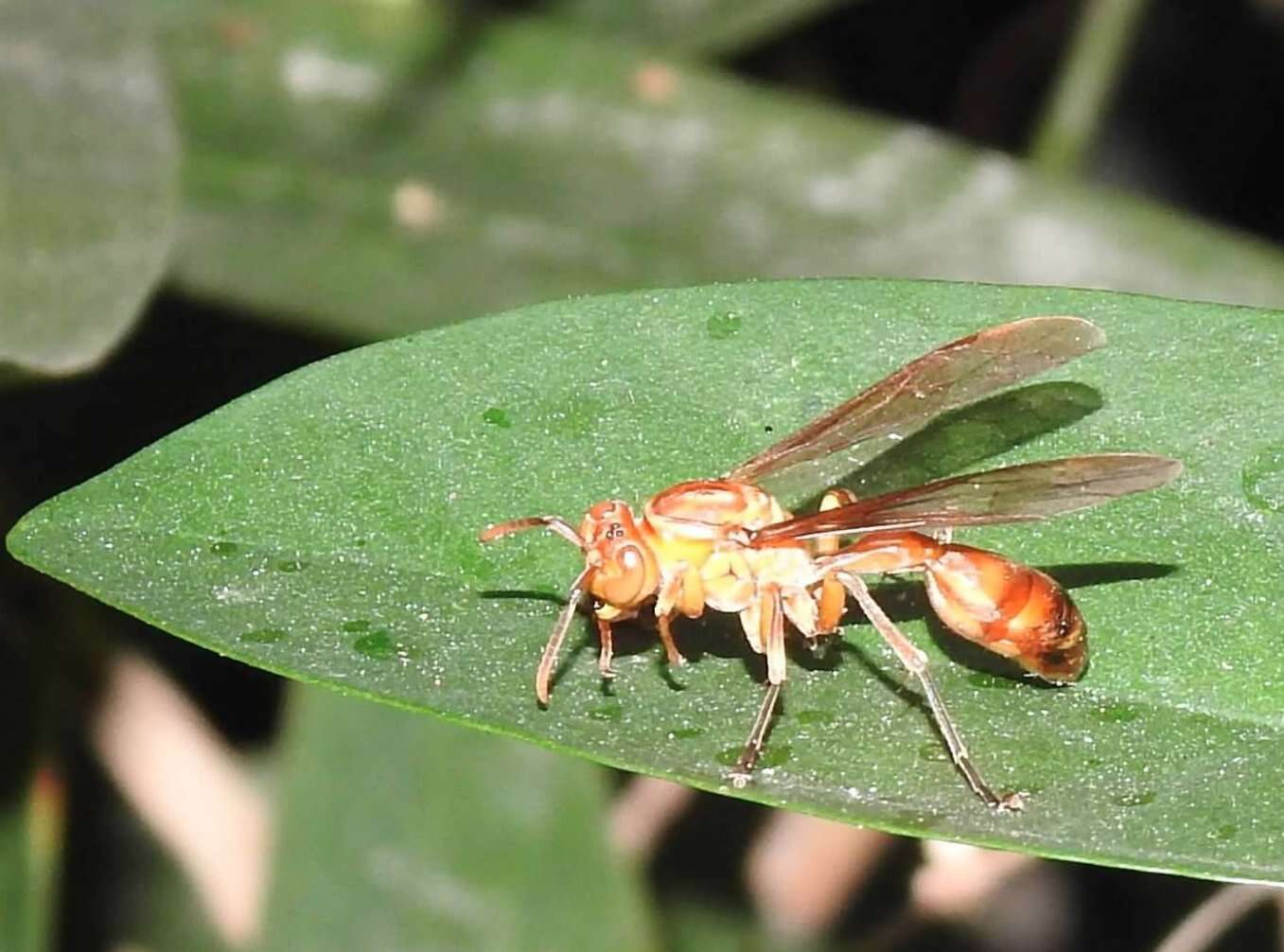 Parapolybia indica (de Saussure 1854)的圖片