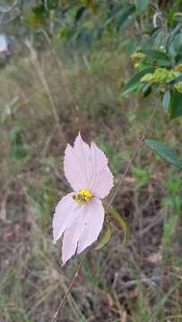 Image of Dalechampia schippii Standl.