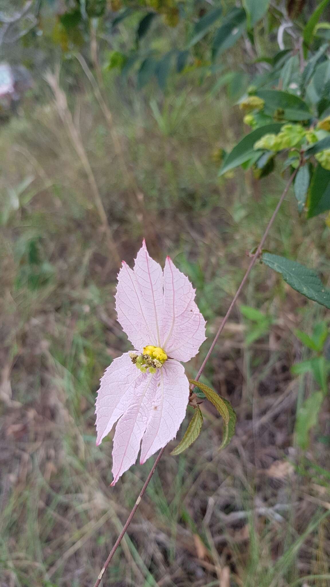 Image of Dalechampia schippii Standl.