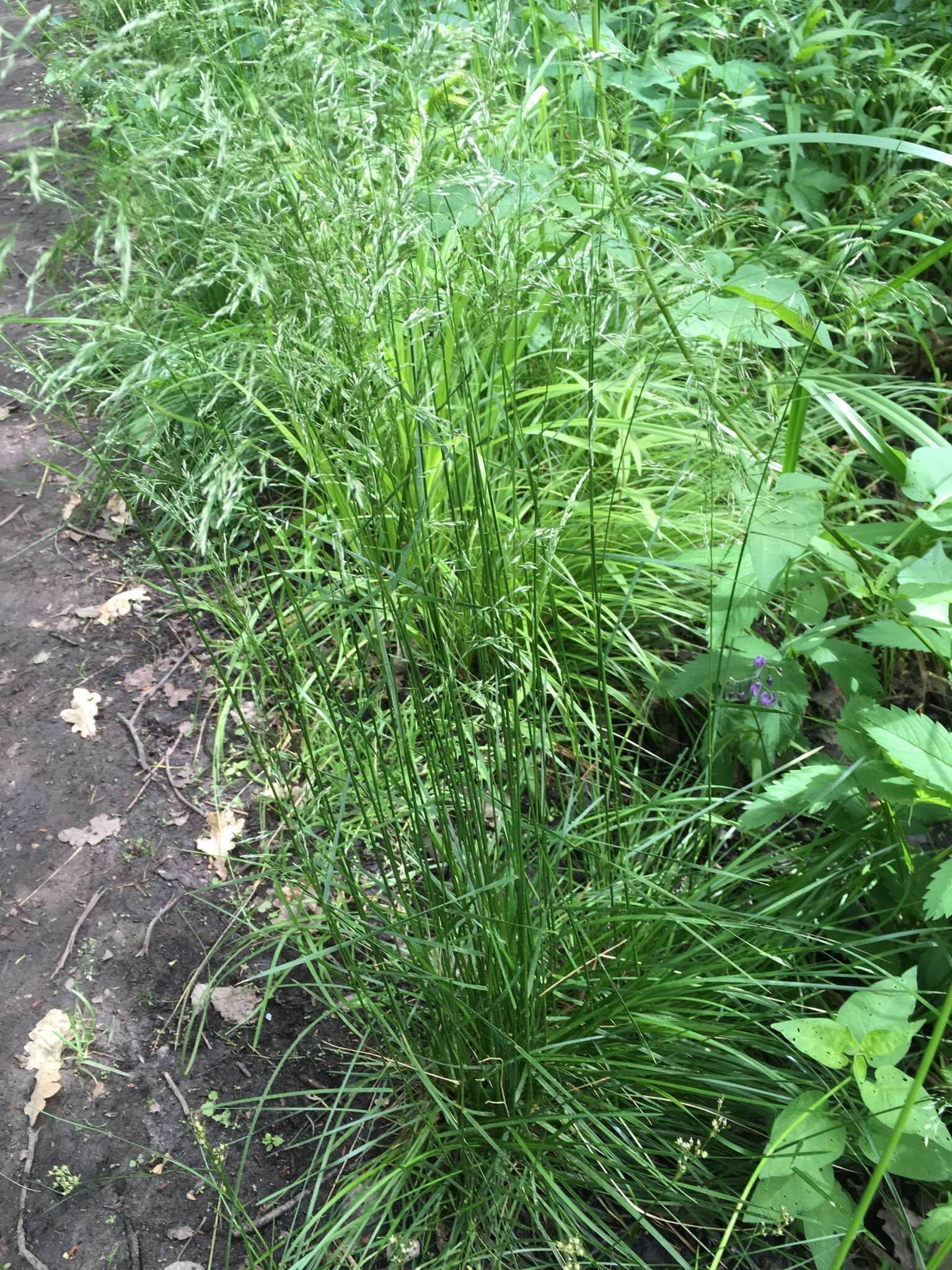 Image of Tufted Hair-grass