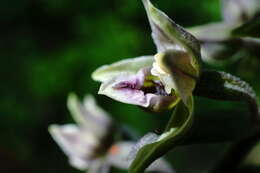 Image of Epipactis condensata Boiss. ex D. P. Young