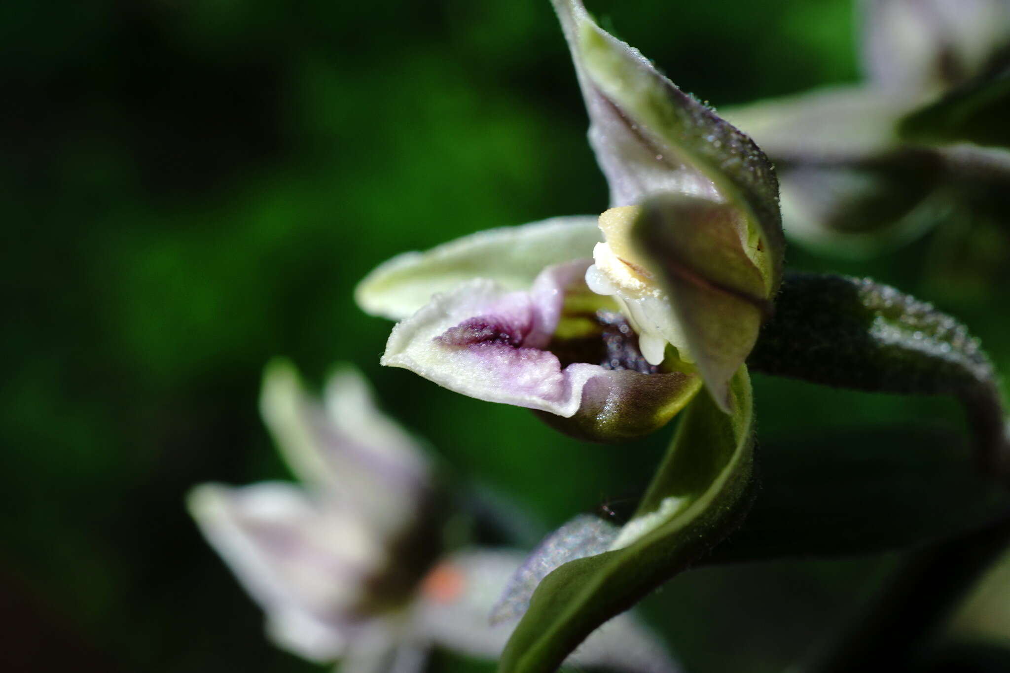 Image of Epipactis condensata Boiss. ex D. P. Young