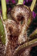 Image of Lacy Tree Fern