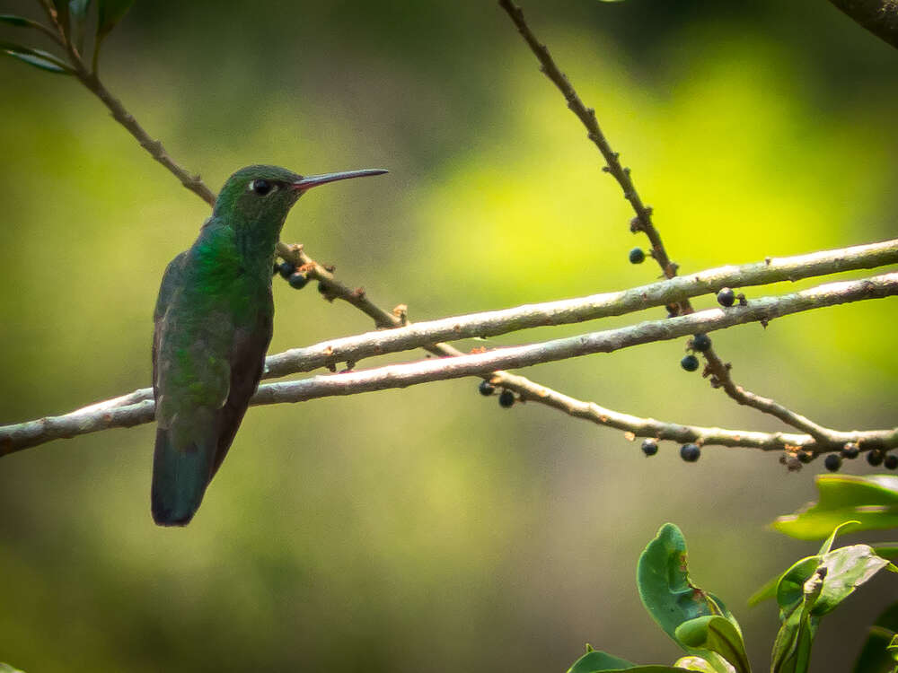 Image of Glittering-throated Emerald