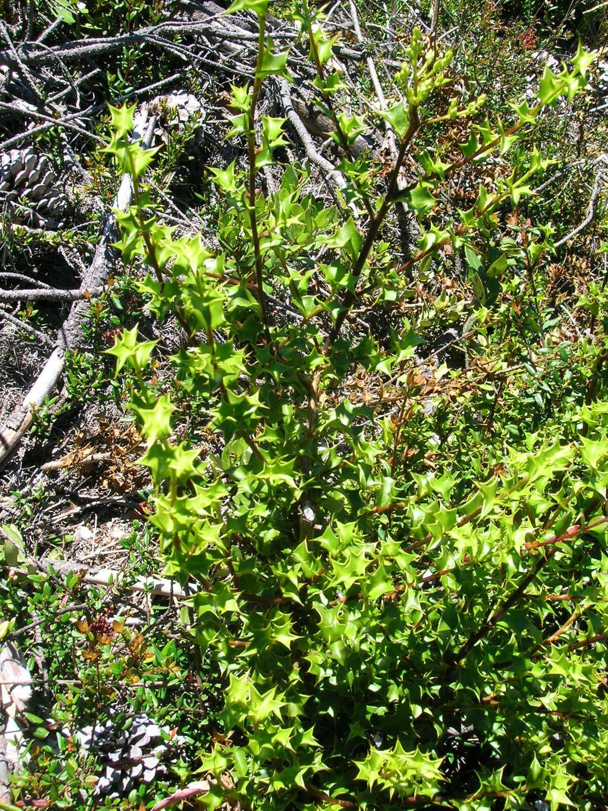 Griselinia jodinifolia (Griseb.) Taub.的圖片