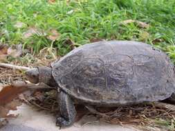 Image of Balkan pond turtle