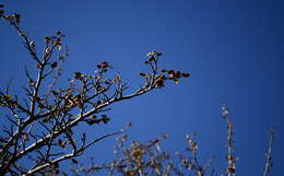 Sivun Fremontodendron californicum (Torr.) Coult. kuva