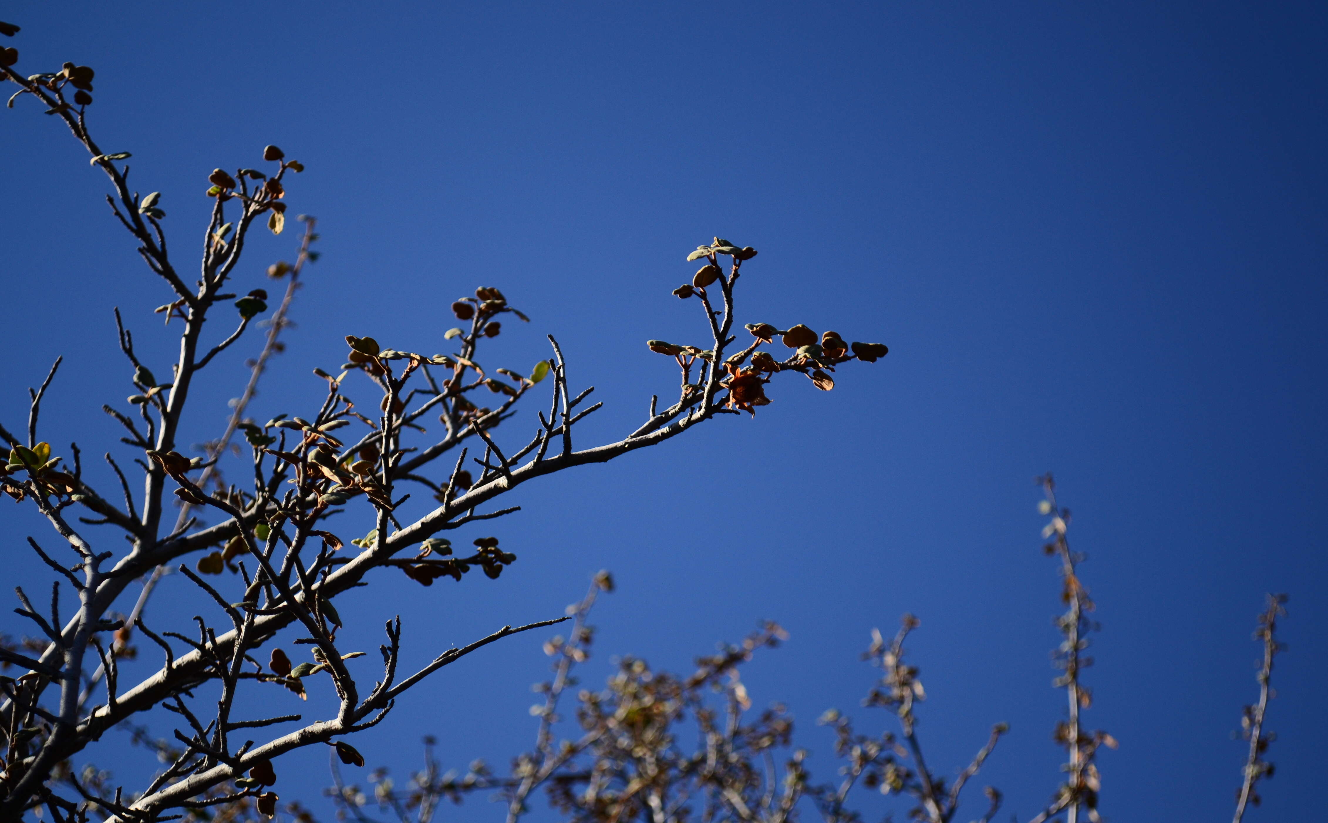 Sivun Fremontodendron californicum (Torr.) Coult. kuva