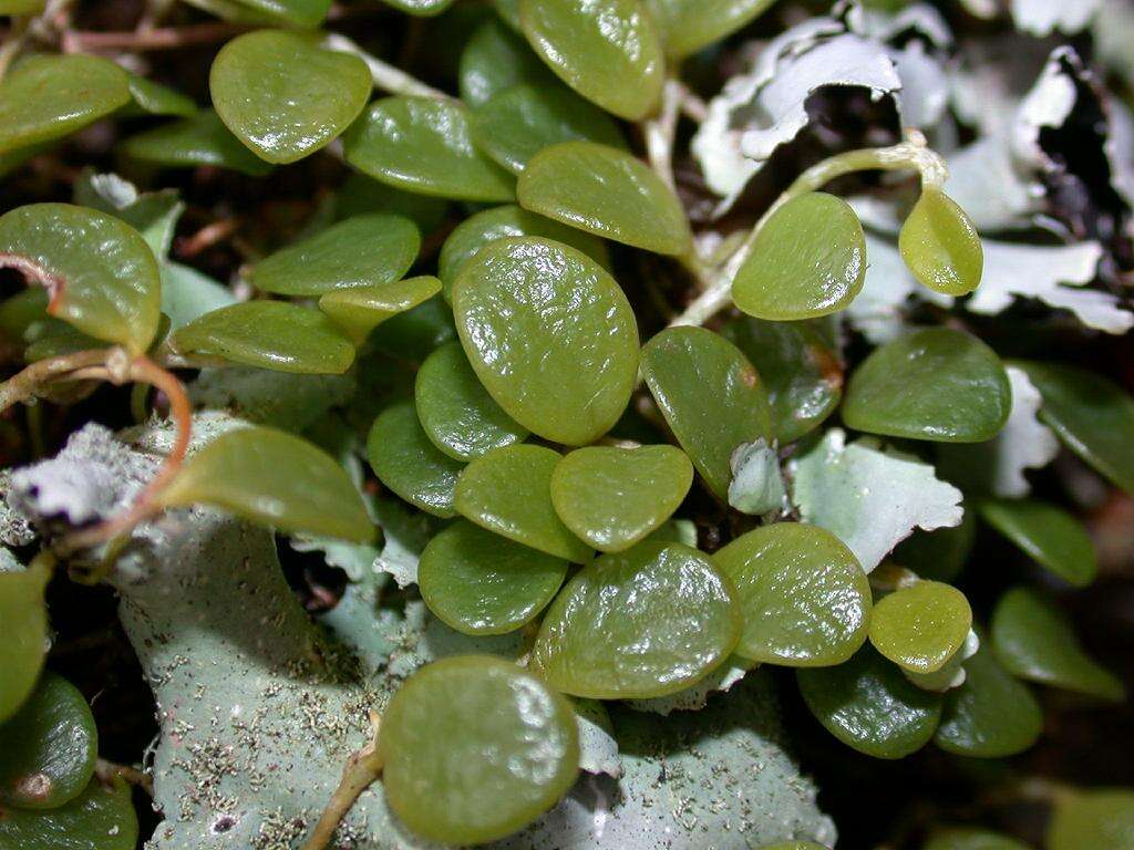 Image of Bulbophyllum drymoglossum Maxim.