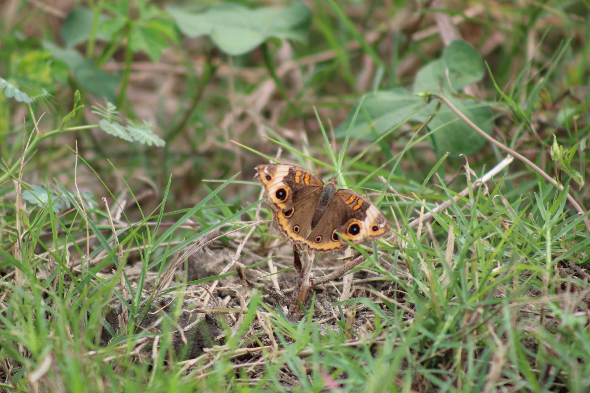 Image of <i>Junonia zonalis</i>