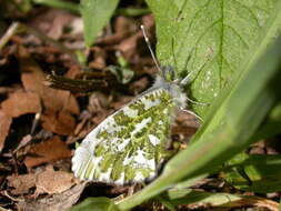 Image of orange tip