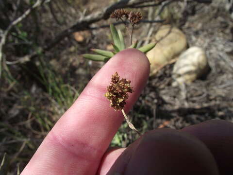 Image of Crassula mollis Thunb.