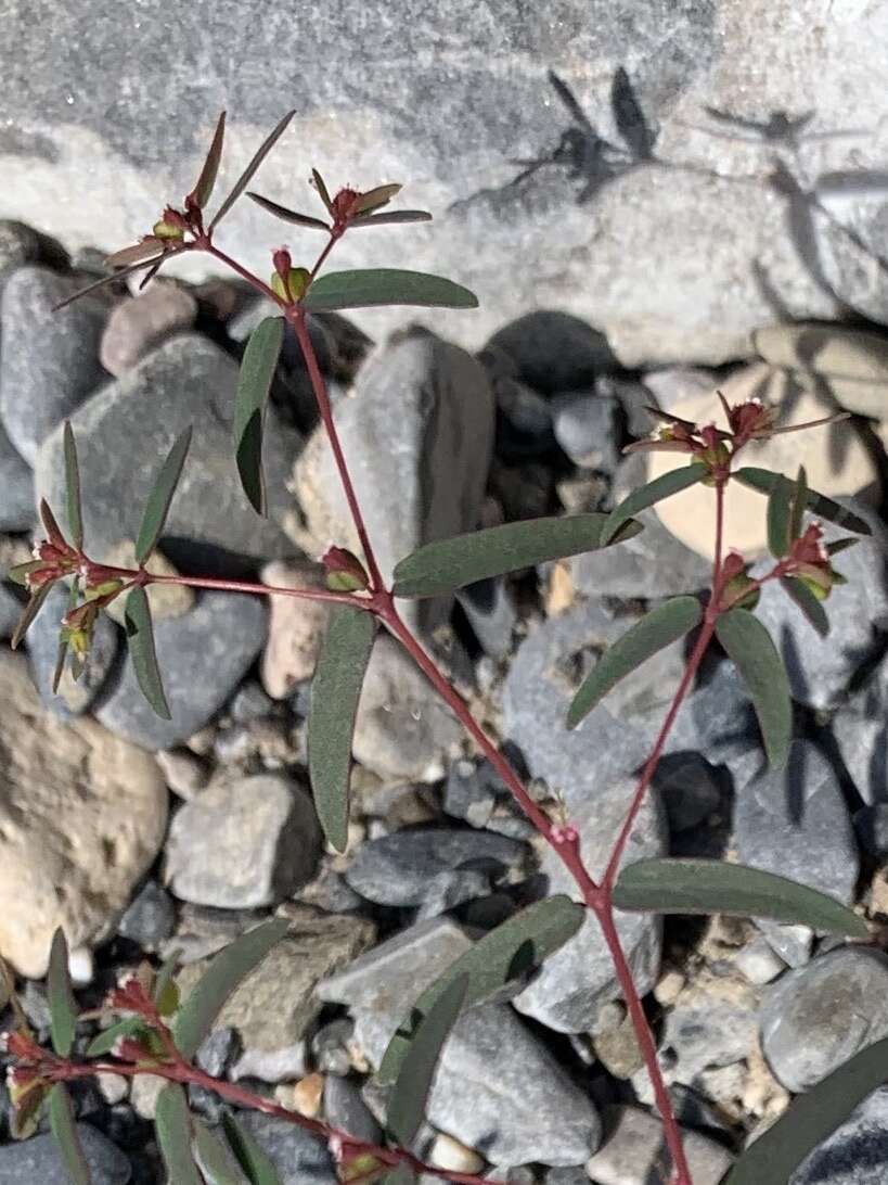 Слика од Euphorbia cumbrae Boiss.