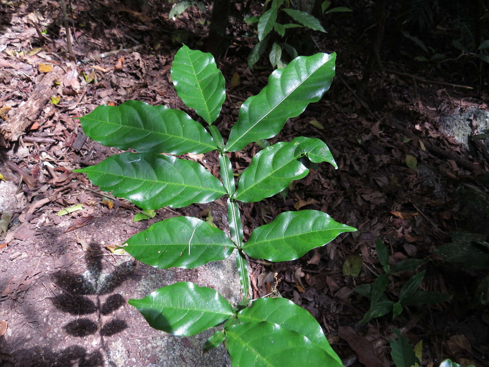 Image of Harpullia frutescens F. M. Bailey