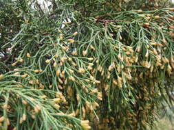 Imagem de Juniperus bermudiana L.