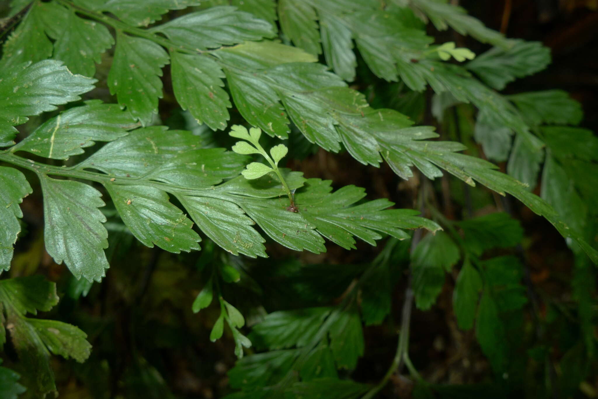 Image of Royal Spleenwort