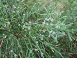 Imagem de Juniperus bermudiana L.