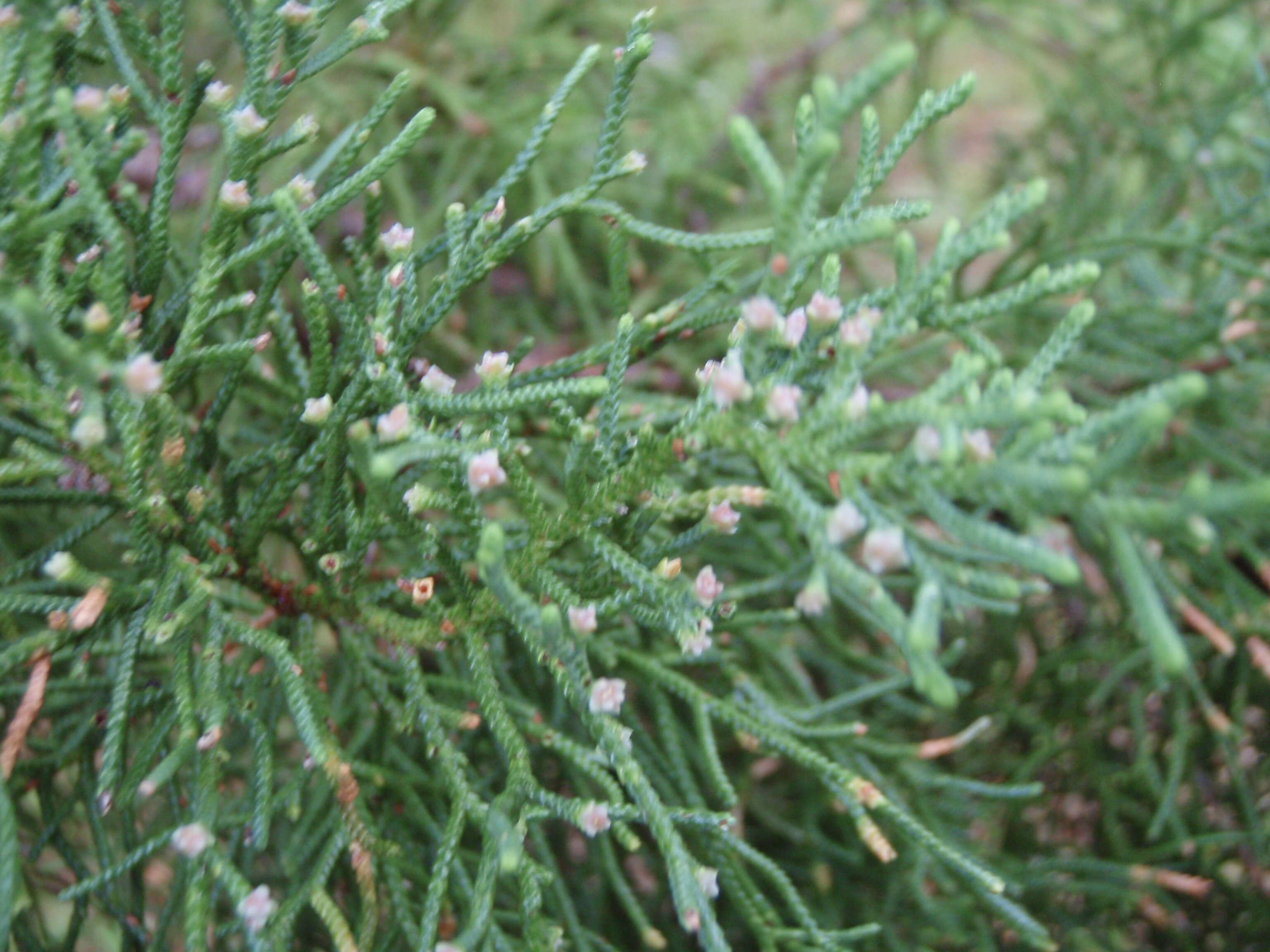 Image of Bermuda Cedar