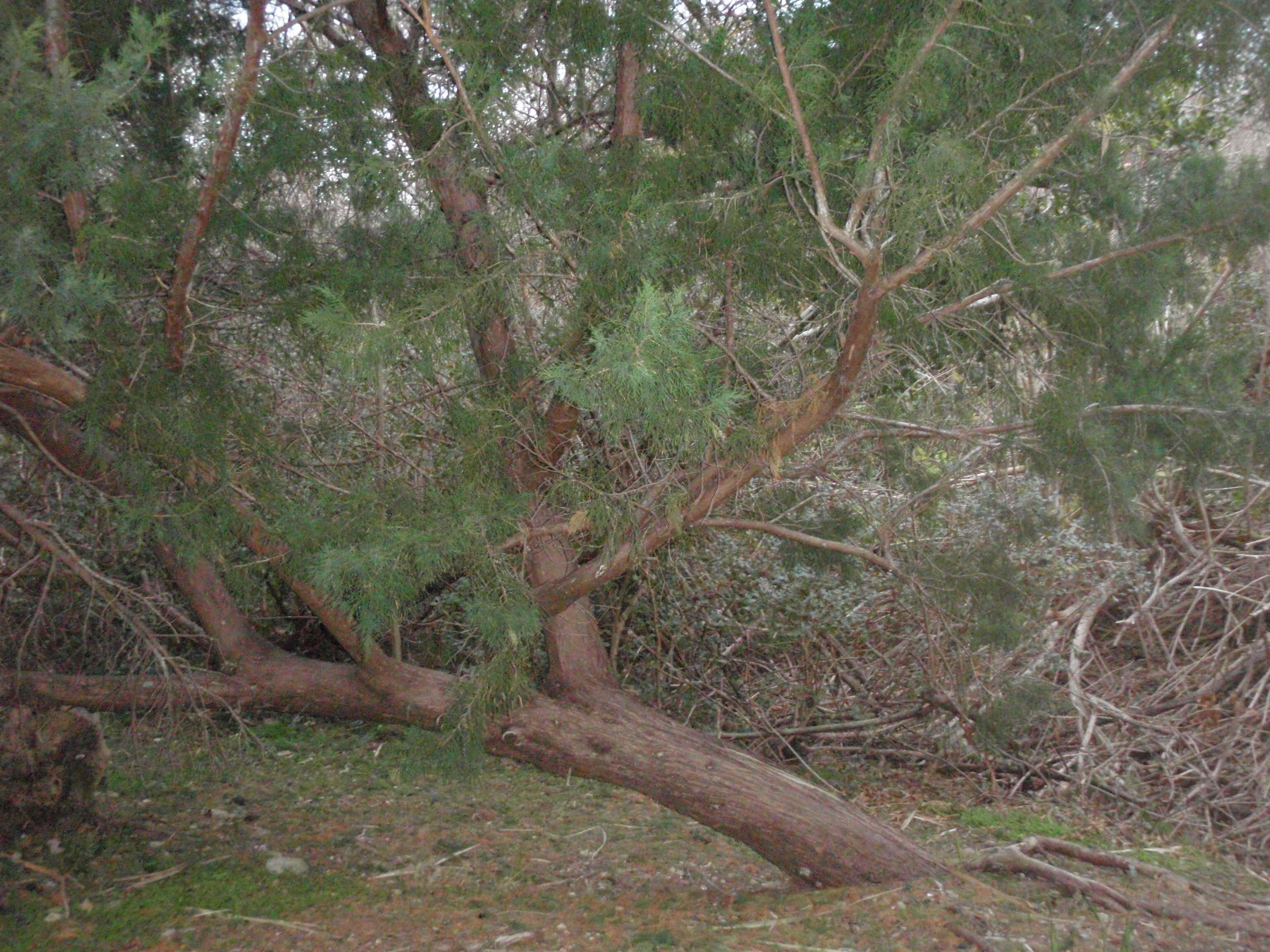 Imagem de Juniperus bermudiana L.